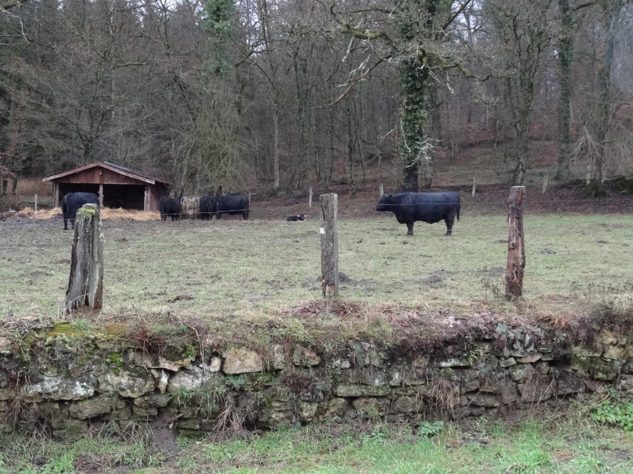 Les Galloways